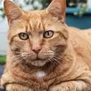 とらざかな商店