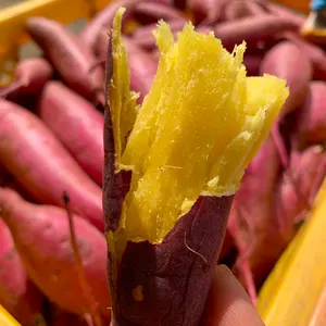 茨城県産 さつまいも苗 紅はるか 10本 予備苗2本です。 - メルカリ
