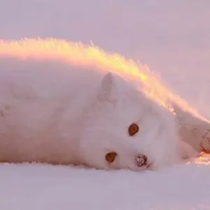 あんスタ 中国誓約 ハートアクスタ 宗 Valkyrie - メルカリ