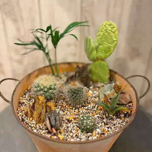 希少】オリーブ古木 幹径14cm 高さ100cm シンボルツリー 地植えOK