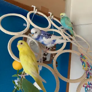 A8 くるくるフォージントイ3点イセット バードトイ 難易度高め - メルカリ