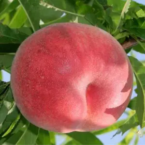 週末特売‼️数量限定‼️アメリカンチェリー　チェリーさくらんぼ车厘子箱込み2kg 週末特売‼️数量限定‼️アメリカンチェリー チェリーさくらんぼ车厘子