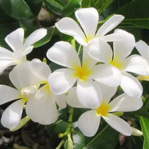 オールドノリタケ 瑠璃色バラ柄 花生 - メルカリ