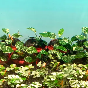 ブセファランドラ・シベルパウ　フォロー、割引、送料無料。 ブセファランドラ・シベルパウ フォロー、割引、送料無料。(中サイズ