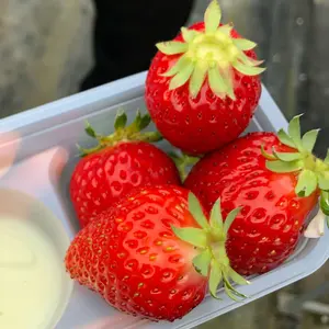 クイズノック QuizKnock放送中 会場限定クリアファイル 2枚セット