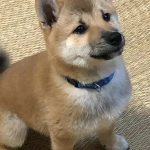 パラスパレス ウール ロングコート アイボリー オフホワイト 比翼 玉虫色 パラスパレス ウール ロングコート アイボリー オフホワイト 比翼