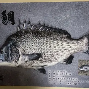 がまかつ スーパープレシード ロングスペシャル 125-58 ほぼ未使用品です がまかつ スーパープレシード ロングスペシャル 125-58 ほぼ未