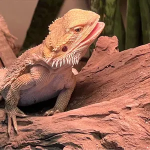 小日向美香 麗和落語～二〇二四 夏の陣～ ブロマイドポストカード