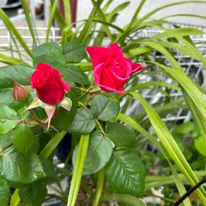 木造住宅 現場管理大系 施工手順と確認事項 福本雅嗣著 - メルカリ