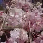 ブリヂストン契約プロサイン色紙 ブリヂストン契約プロを応援して直筆サインパネルをGETしよう！