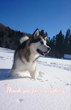 handmade 羊毛フェルト ☆ アラスカンマラミュート 犬 オーダー - メルカリ