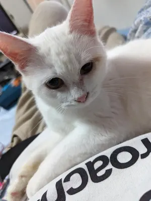 じゅんりくはるまゆう