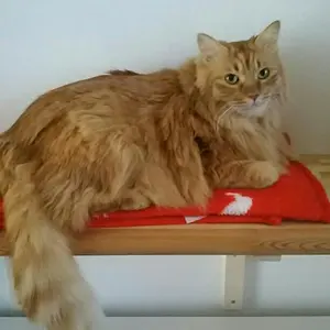 SATACO ホットスタッフmini 食品保温プレート - メルカリ