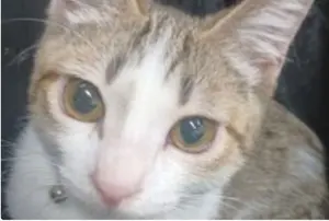 エイミー・ワインハウス BBC Sessions 12 輸入盤 - メルカリ