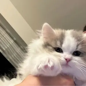 INI POPUP ポップアップ 西洸人 ネームキーホルダー IDフォト - メルカリ