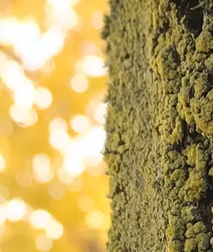 Y*y様 【ほぼ新品ステファノ・ブランキーニ 極上ヴァンプローファー