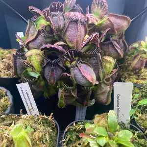 Cephalotus follicularis Big Mouth CZP中株 - メルカリ
