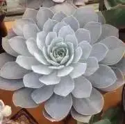 サボテン　ロホホラ　佐野疣銀冠玉錦　接ぎ木苗 サボテン ロホホラ 佐野疣銀冠玉錦 接ぎ木苗 - メルカリ