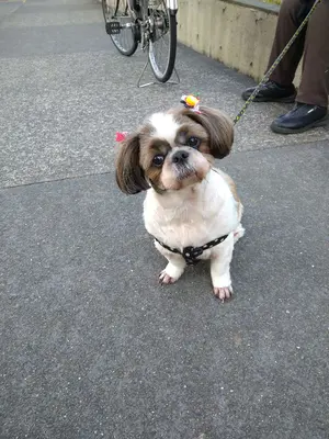 中山美穂2023ciao ciao ciao!フラットポーチピンク新品未使用