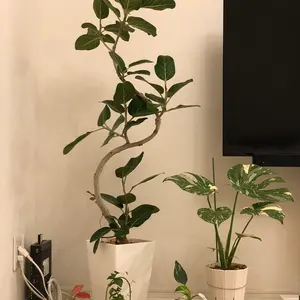 斑入りちゃん様　　オーダー専用ページ 斑入りちゃん様 オーダー専用ページ - メルカリ