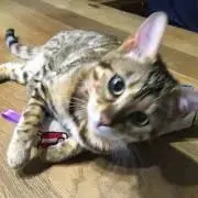 買っちゃうぞー