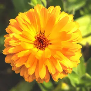 み*ぃ様 【希少】CHRONOIZM ショルダーバッグ - メルカリ