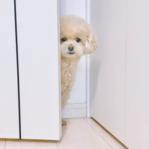 ディズニー 会員限定 Club33 タオル ショッパー - メルカリ