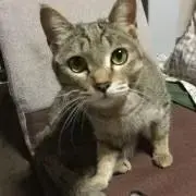 猫好き→ただいま断捨離中
