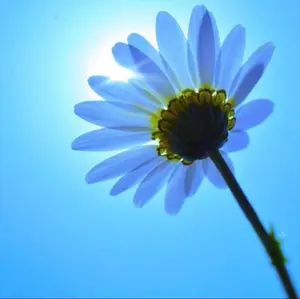 新品】HAMANO ANA機内販売限定 リザード 型押し レザー 長財布 - メルカリ