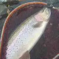 ゼナック トビゾー TC80-200 マグロキャスティング - メルカリ