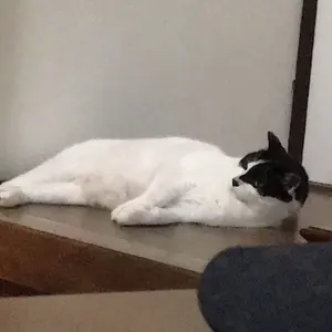 菅波美玲 ヒロインとオオカミ 直筆 - メルカリ