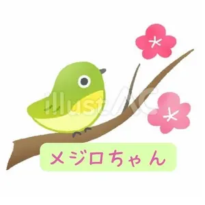 obiメジロちゃん　フォロ割10％off