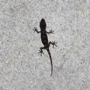 鑑定品早い者勝ち段々値下げ】マリーSR PSA10 - メルカリ