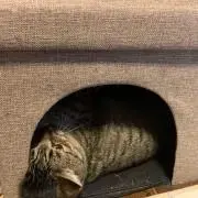 14ステラ ジャンク品 - メルカリ