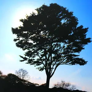 遊戯王OCG ホロ 25th 20th まとめ売り 100枚 青眼 三幻神など