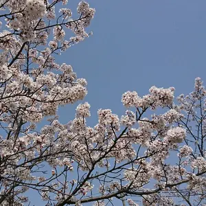 羽生結弦 ロッテ ガーナ キャンペーン マドラー 非売品 - メルカリ