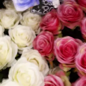 龍玄とし Toshl としラブセレクション 運命共同体セレクション DVD