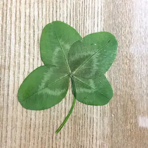 JOJOの奇妙な冒険 6連ファスナーチャーム ジョジョ メタリカ アベイル