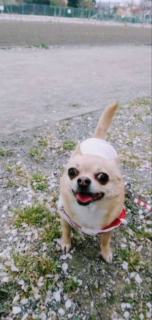 チミク