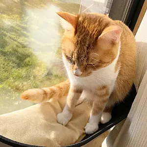 CS入賞構築!!】☆ブルーインパルス3枚収録☆ 青黒コンプレックス