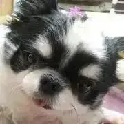 ももあん様①❣️オーダー受付ページ＊パネルトートバッグ＊ポーチ＊お
