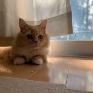 裁断済み】ヘンスレー心臓手術の麻酔 第5版 - メルカリ