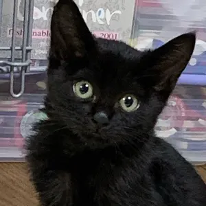 極美品】EYS 電子ピアノ EDP01R【無料配送可能】 - メルカリ