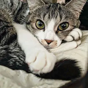 悪魔執事と黒い猫 1st Anniversary フェネス 缶バッジ - メルカリ