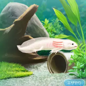ぶいすぽっ！ ガラスマウスパッド 夜乃くろむ - メルカリ