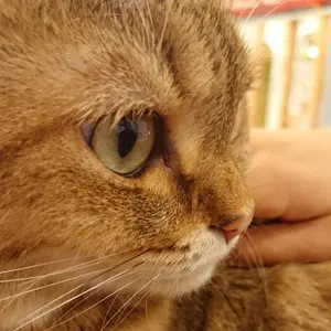 シャングリラ・フロンティア サイン入りポスター 内田雄馬 小市眞琴