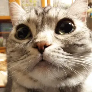 まんじゅう@プロフ必読