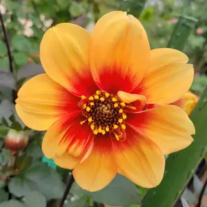 10 eyevan サーモント NO.1 IV 47size c.1003/5S - メルカリ