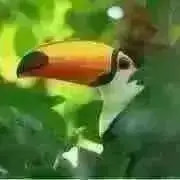 箱無し】 ジョジョの奇妙な冒険 オインゴボインゴ ウォレット