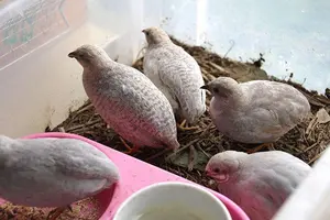 中古本】都市下層民衆生活実態資料集成 2巻セット - メルカリ